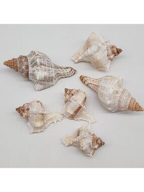 Natural Sea Shell Lot Pepperlony & Murex Virgineus Conch Crafting Nautical